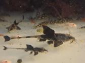 Corydoras, Loricaria. - nuotraukos Nr. 2