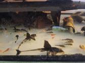 Corydoras, Loricaria. - nuotraukos Nr. 3