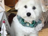 Kilmingi garbanotieji bišonai/ bichon frise - nuotraukos Nr. 10