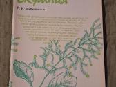 Dekoratyviniai krūmai - nuotraukos Nr. 6