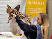 Kilmingi katinėliai - nuotraukos Nr. 12