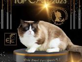 Supreme Champion Alvin Royal Fuzzypants*lt
