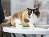 Supreme Champion Alvin Royal Fuzzypants*lt - nuotraukos Nr. 5