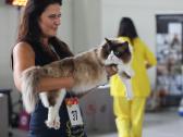 Supreme Champion Alvin Royal Fuzzypants*lt - nuotraukos Nr. 6
