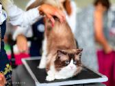 Supreme Champion Alvin Royal Fuzzypants*lt - nuotraukos Nr. 7