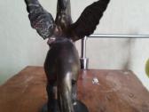 Pegasas - nuotraukos Nr. 6