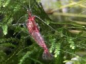 Rili krevetės akvariumui - nuotraukos Nr. 3