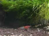 Rili krevetės akvariumui - nuotraukos Nr. 6