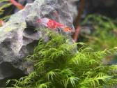 Rili krevetės akvariumui - nuotraukos Nr. 7