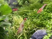 Rili krevetės akvariumui - nuotraukos Nr. 9