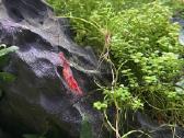Rili krevetės akvariumui - nuotraukos Nr. 10