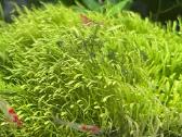 Rili krevetės akvariumui - nuotraukos Nr. 5