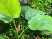 Rili krevetės akvariumui - nuotraukos Nr. 4