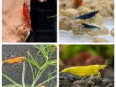 Krevetės: red cherry, blue dream, yellow, orange.
