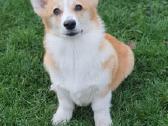 Top Welsh corgi pembroke puppies - nuotraukos Nr. 6