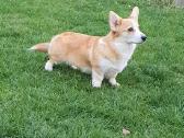 Top Welsh corgi pembroke puppies - nuotraukos Nr. 7