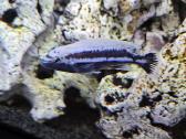 Malanochromis Auratus ciklidai - nuotraukos Nr. 2