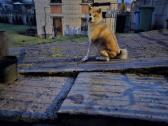 Japonų akita inu patinas kerkimui