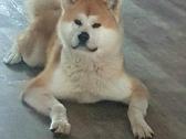 Japonų akita inu patinas kerkimui - nuotraukos Nr. 2