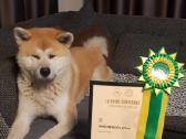 Japonų akita inu patinas kerkimui - nuotraukos Nr. 3