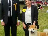 Japonų akita inu patinas kerkimui - nuotraukos Nr. 4