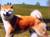 Japonų akita inu patinas kerkimui - nuotraukos Nr. 5
