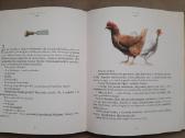 Pinokio nuotykiai, Piteris Penas ir Vendė knygos - nuotraukos Nr. 4