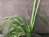 Orchidėja - nuotraukos Nr. 2