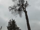 Medžių pjovimas - nuotraukos Nr. 18
