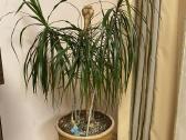 Parduodama dracena - nuotraukos Nr. 2