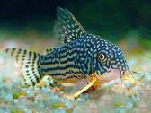 Corydoras, Loricaria.