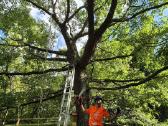 Arboristas. Medžių pjovimas, kelmų naikinimas - nuotraukos Nr. 5