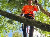 Arboristas. Medžių pjovimas, kelmų naikinimas - nuotraukos Nr. 4