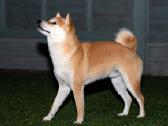 Shiba inu kavalierius