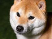 Shiba inu kavalierius - nuotraukos Nr. 2