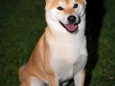 Shiba inu kavalierius - nuotraukos Nr. 3