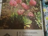 Tsr laiku knygos apie soda ,darza ,gelynus. - nuotraukos Nr. 21