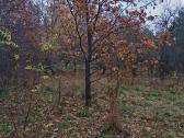 Dovanoju. Eglių ir Ąžuolų sodinukus Ir Medelius - nuotraukos Nr. 2