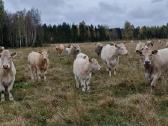 Galvijų supirkimas visoje Lietuvoje - nuotraukos Nr. 3