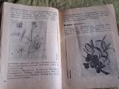 Laukinės uogos - nuotraukos Nr. 6