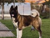 Amerikiečių Akita - nuotraukos Nr. 4