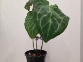 Anthurium Magnificum