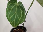 Anthurium Magnificum - nuotraukos Nr. 2