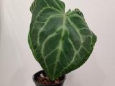 Anthurium Magnificum - nuotraukos Nr. 3