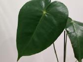 Anthurium Corallinum