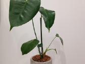 Anthurium Corallinum - nuotraukos Nr. 2