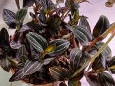 Ludisija discolor-orchidėja - nuotraukos Nr. 18