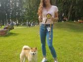 Parduodu shiba inu šuniukus - nuotraukos Nr. 8
