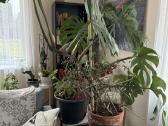 Dvi monstera geles