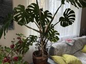 Dvi monstera geles - nuotraukos Nr. 2